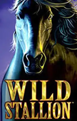 Wild Stallion